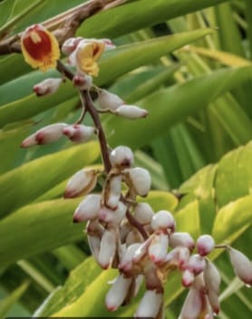 Small Green Cardamom